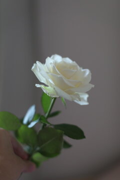 white rose isolated. Floral romantic background, birthday, dating and love concept. Festive flower arrangement in a vase for home. Floral shop. Delivery fresh cut flower.
