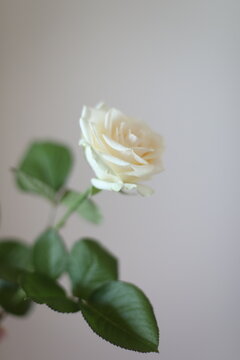 white rose isolated. Floral romantic background, birthday, dating and love concept. Festive flower arrangement in a vase for home. Floral shop. Delivery fresh cut flower.