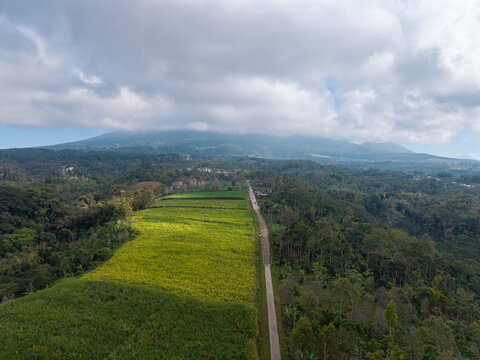 Green fields stretch wide beneath a cloudy sky. Narrow road winds through lush vegetation at Ngajum, Malang