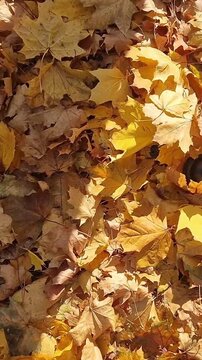 Female legs walk on the grass strewn with autumn bright leaves. First-person view of the hooves walking on the ground with fallen leaves. Active lifestyle, autumn walk, comfortable shoes, maple leaves