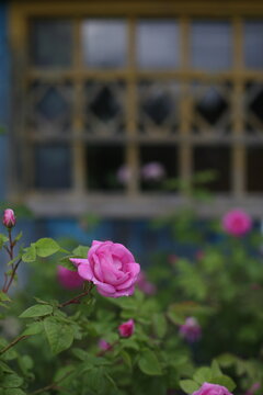 rose flower, surrounded by many unopened buds with green leaves in summer, macro photography, selective focus. Rosehip tree and flower