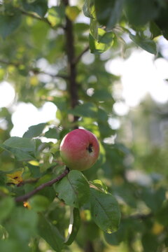 Red apple fruit hanging on tree branch with green nature background. Closeup of a branch with fresh red apples