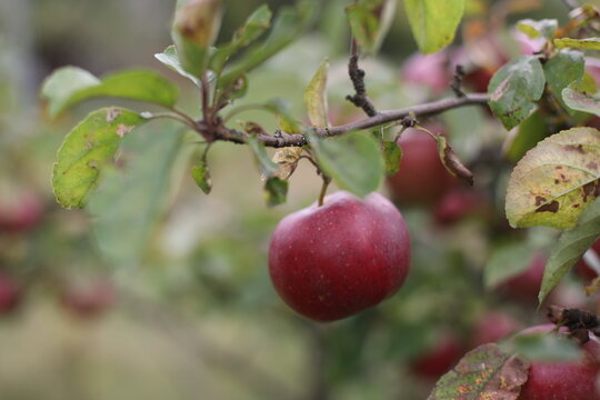 fresh red apple hanging from tree branch in an orchard with green nature background. Ripe red apples hang heavily on the branches of an apple tree during the autumn harvest season.
