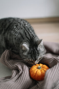 Cute Scottish straight cat, orange pumpkin and knitted woolen sweaters, cozy autumn still life with pumpkins, knitted woolen sweater . Autumn home decor. Cozy fall mood. Thanksgiving. Halloween.
