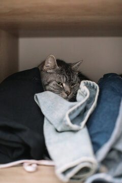 funny cat sits comfortably inside a wooden wardrobe surrounded by neatly folded colorful sweaters and denim jeans in a cozy home. 