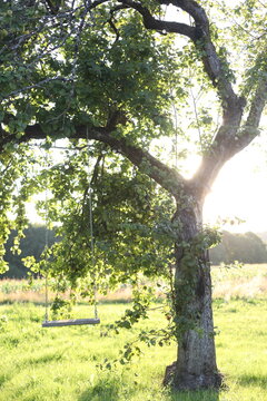 Empty swing hanging from a tree on a sunny day in summer. Summer, nature, joy, childhood concept