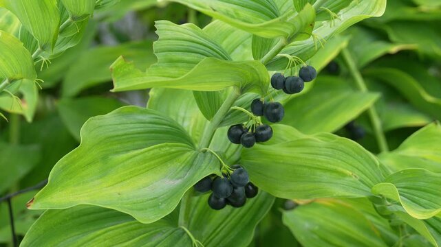 Polygonatum biflorum, commonly known as Solomon's seal, is a herbaceous perennial flowering plant in the family Asparagaceae. Native to eastern and central North America.