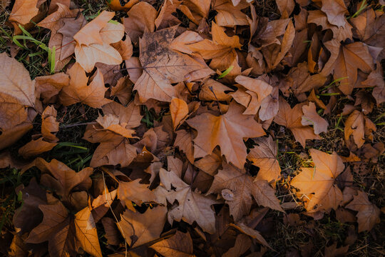 Hojas secas de oto&ntilde;o