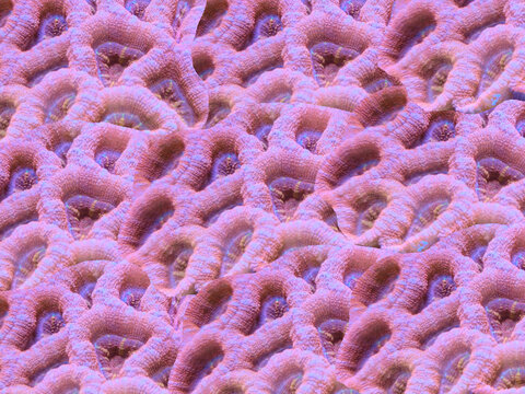 Marine background with beautiful pink corals, colorful underwater reef texture