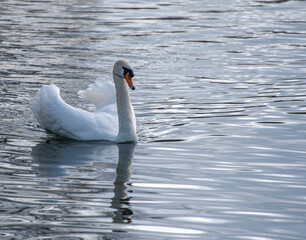white swan on the lake © goharmovsesyan