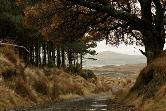 Scottish highlands autumn landscape with country road and old oak tree