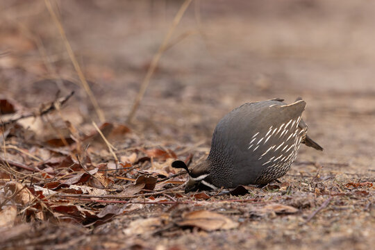 A male California Quail bends his head low to pick food from among the winter leaf litter on a cold winter day at the Hyatt Hidden Lakes Reserve in Boise Idaho USA.