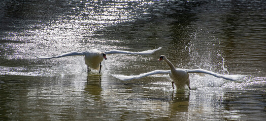 swans. © goharmovsesyan