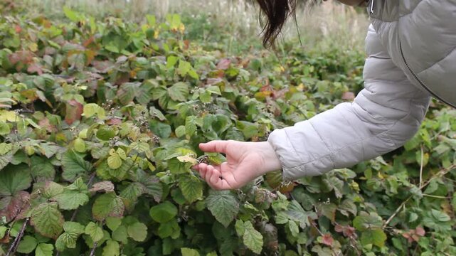 Person Picking Wild Berries in Forest Close-Up.

