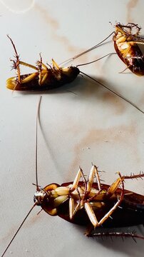 Several cockroaches lie overturned on the ground while another cockroach approaches and investigates, capturing natural insect behavior, pest infestation, movement, and interaction in a close-up view.
