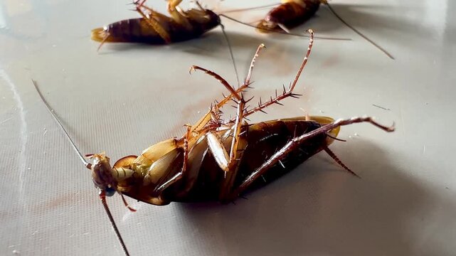 Several cockroaches lie overturned on the ground while another cockroach approaches and investigates, capturing natural insect behavior, pest infestation, movement, and interaction in a close-up view.