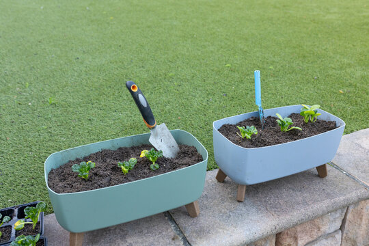 Two pastel planters are sitting on stone ledge, seedlings sprouting, trowel sticking, lawn beyond