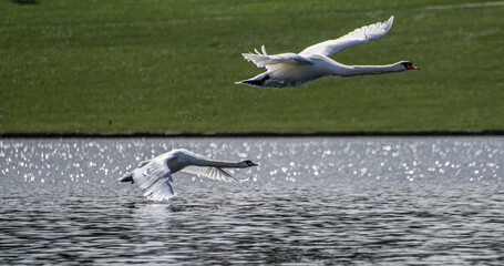 seagull flying over water © goharmovsesyan