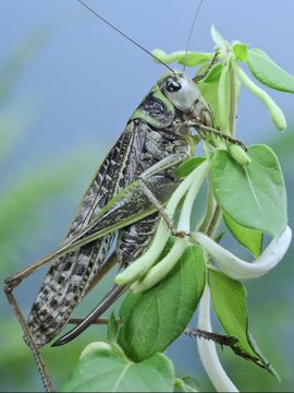 Brown and green female bush-cricket long-winged form resting on honeysuckle flowers against soft blurred background. Close-up of big grey grasshopper on fresh snow-white and yellowish Lonicera buds