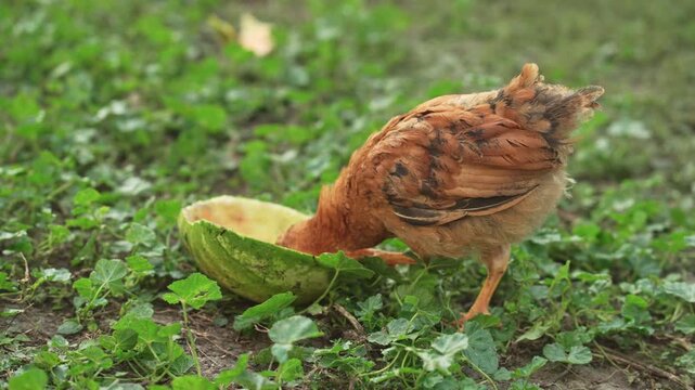 Chicken pecks at hollowed watermelon rind on grassy ground, exploring the food source with curiosity, surrounded by green leaves and natural elements in a rural outdoor setting