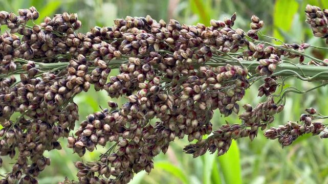 Close-Up of Ripe Sorghum Grains on a Plant in the Field