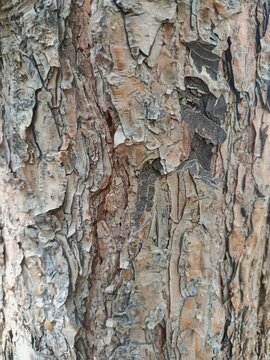 Tree bark texture