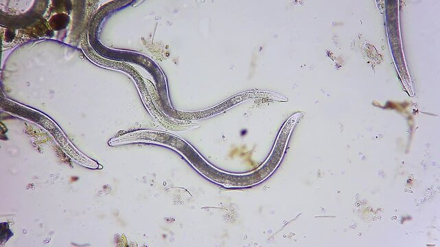 Nematode roundworms crawling through thick lipid medium under 100x brightfield microscopy
