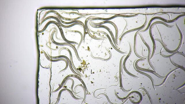 Nematode roundworms swarming near the sharp corner of a cover slip under 40x brightfield microscopy