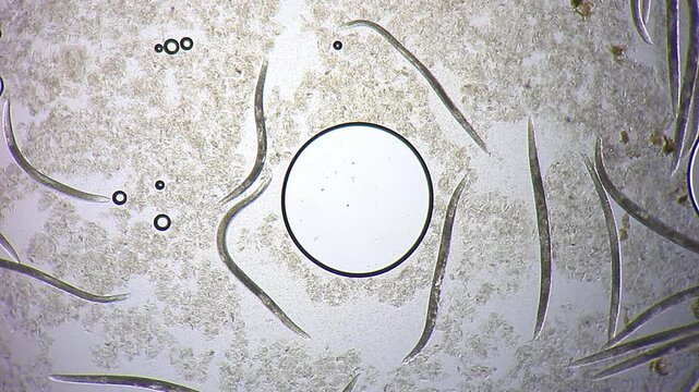 Nematode roundworms moving around a large air bubble in dirty water under 40x brightfield microscopy