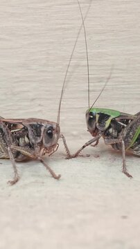 Two big female of gray green bush-crickets invading city streets, sitting face to face on a light concrete pavement wall at infestation time of long-winged wart-biter bush-cricket in urban area