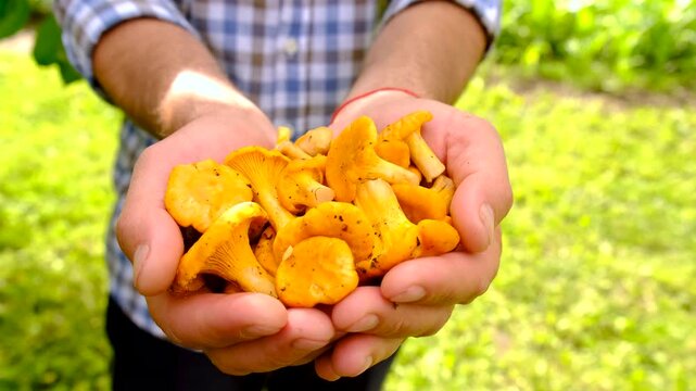 Wild mushrooms in a hand. Selective focus.