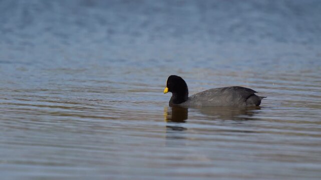 Red-gartered coot (Fulica armillata) swimming and drinking in Maitencillo wetland