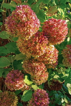 Pink hydrangea flowers in garden on sunny autumn day. Hydrangea macrophylla