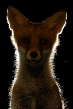 Red Fox - Vulpes vulpes, beautiful popular carnivores from worldwide forests and mountains, Spiti valley, White Carpathians, Czech Republic.