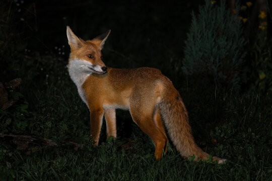 Red Fox - Vulpes vulpes, beautiful popular carnivores from worldwide forests and mountains, Spiti valley, White Carpathians, Czech Republic.