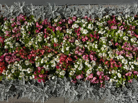 Silver ragwort (Senecio cineraria) and wax begonia planted together in a flowerbed. Urban greening concept. Handheld smartphone photo, selective focus, harsh sunlight, not AI