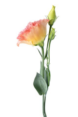 Obraz premium Beautiful colorful eustoma flower isolated on white