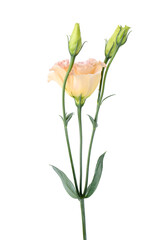 Obraz premium Beautiful colorful eustoma flower isolated on white