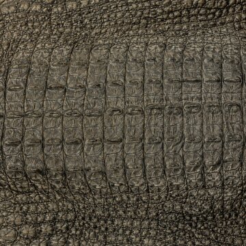 Close-up detail of grey crocodile or alligator skin texture
