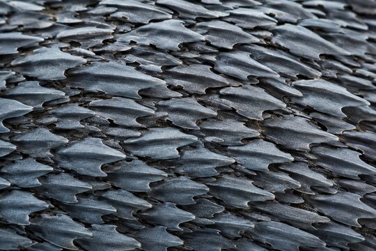 Close-up macro of rough shark skin texture with denticles