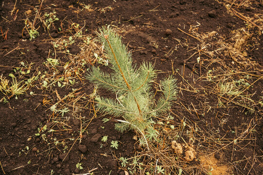 A small green pine sapling grows directly from dark fertile earth scattered with dry grass blades outdoors.