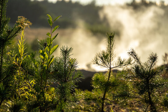 Young green pine saplings and wild plants stand backlit by warm golden sunlight with thick morning mist rising in the background.