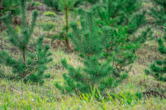 A small green pine sapling grows among grass in a young forest plantation outdoors.