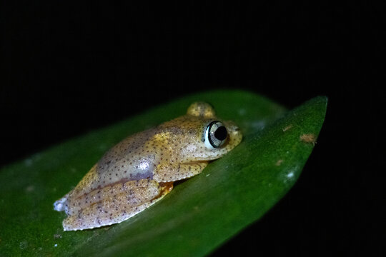 Madagascar Tree Frog Boophis on Tropical Leaf During Night Hike Andasibe
