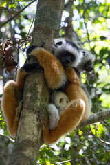 Fototapeta premium Two Diademed Sifakas Huddled Together on a Tree Trunk Andasibe Madagascar