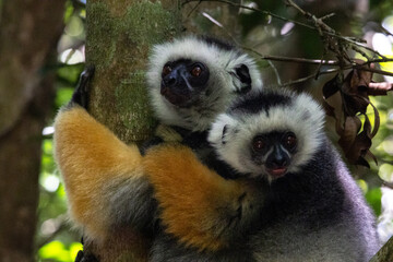 Fototapeta premium Pair of Diademed Sifakas Together in Andasibe Rainforest Madagascar