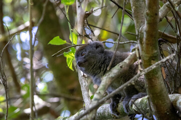 Fototapeta premium Gray Bamboo Lemur Hapalemur Perched in Andasibe-Mantadia National Park Madagascar