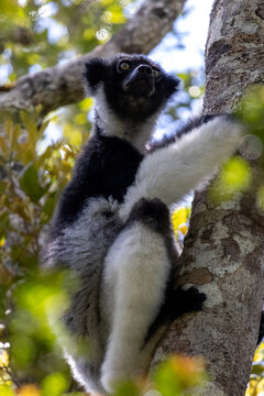 Indri Indri Clinging to Tree Trunk Madagascar Rainforest Full Body View