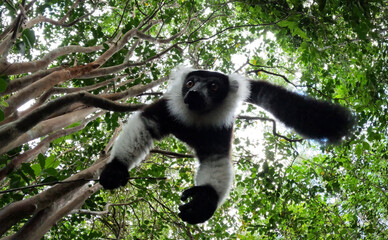Fototapeta premium Black-and-White Ruffed Lemur Seen From Below in Rainforest Canopy Madagascar