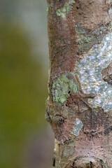 Obraz premium Leaf-Tailed Gecko Camouflaged Against Tree Bark in the Andasibe Rainforest Madagascar